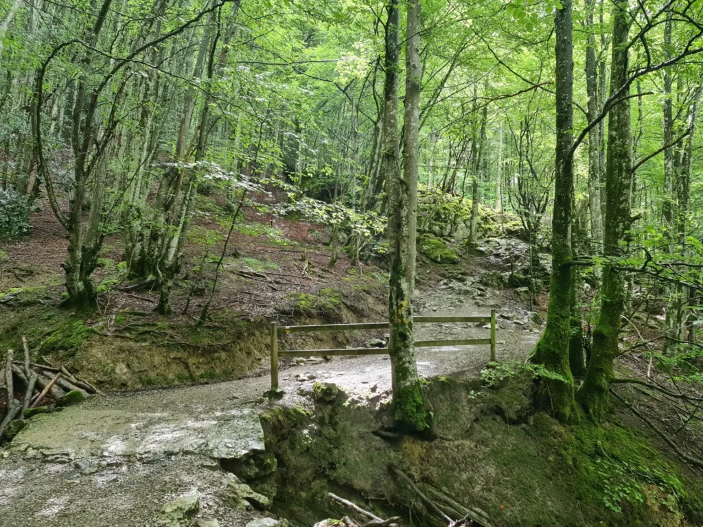 aizkorri forest path