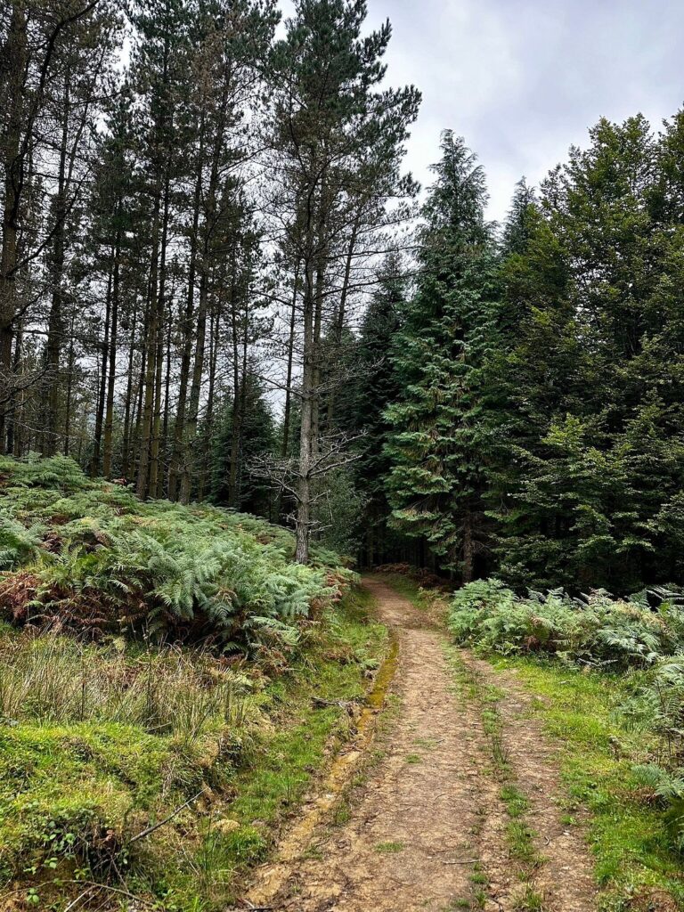 gorbea start